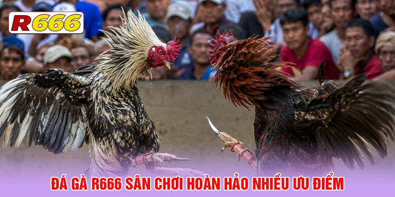 Ưu điểm thu hút nổi bật của Đá Gà R666