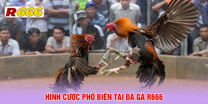 Hình cược phổ biến tại Đá Gà R666
