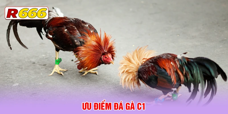 Ưu điểm đá gà C1